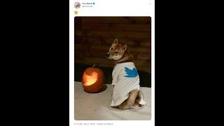 Tametheark predicted #Elon Musk doge Halloween tweet 