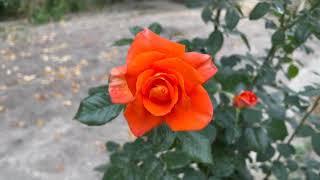 Красивый цветок Роза